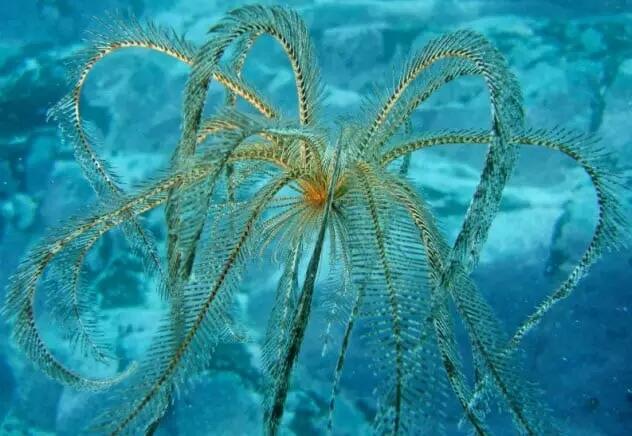 10 Makhluk Aneh nan Cantik yang Cuma Ada di Ujung Dunia, Ga Boleh Disentuh