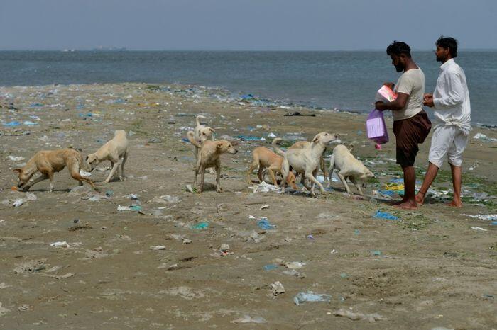 Kisah Nelayan Pakistan Memberi Makan Anjing-anjing Terlantar

