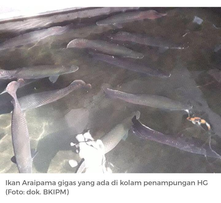 Total HG Punya 42 Ekor Ikan Arapaima Predato