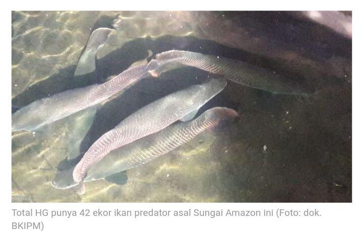 Total HG Punya 42 Ekor Ikan Arapaima Predato