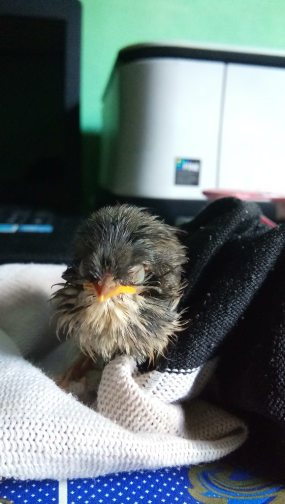 Tolong Bantu Ane Gan Mengenali Nama Jenis Anak Burung