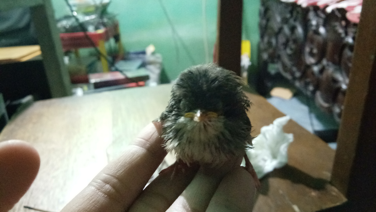 Tolong Bantu Ane Gan Mengenali Nama Jenis Anak Burung