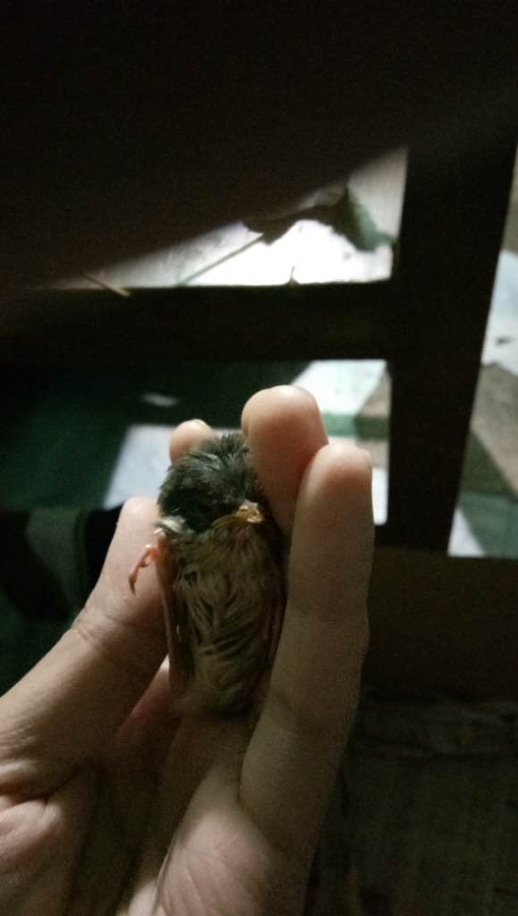 Tolong Bantu Ane Gan Mengenali Nama Jenis Anak Burung