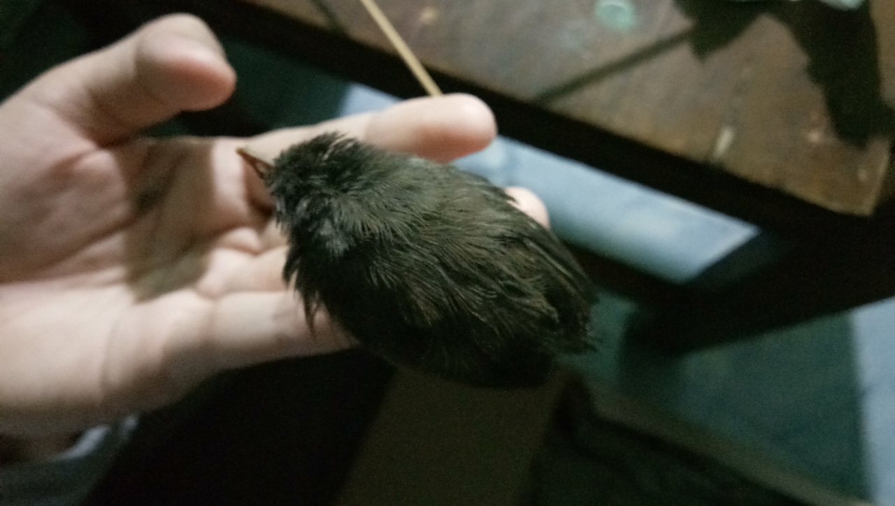 Tolong Bantu Ane Gan Mengenali Nama Jenis Anak Burung