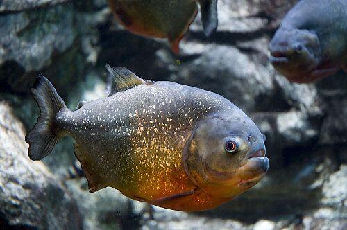 5 Ikan Paling Buas di Dunia, Berani Pelihara?