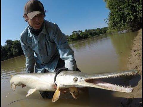 5 Ikan Paling Buas di Dunia, Berani Pelihara?