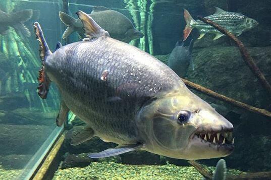 5 Ikan Paling Buas di Dunia, Berani Pelihara?
