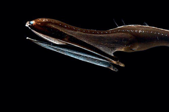 5 Ikan Paling Buas di Dunia, Berani Pelihara?