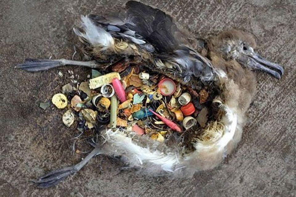 Polusi Plastik Laut Sudah di Tahap Mengerikan & Kitalah Penyebabnya