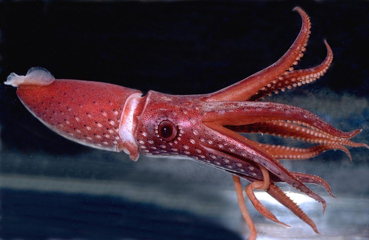 Keren, spesies-spesies baru ini ditemukan di laut dalam jawa!