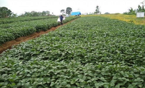 Biosoy 1 dan 2, Varietas Baru Kedelai Berbiji Besar