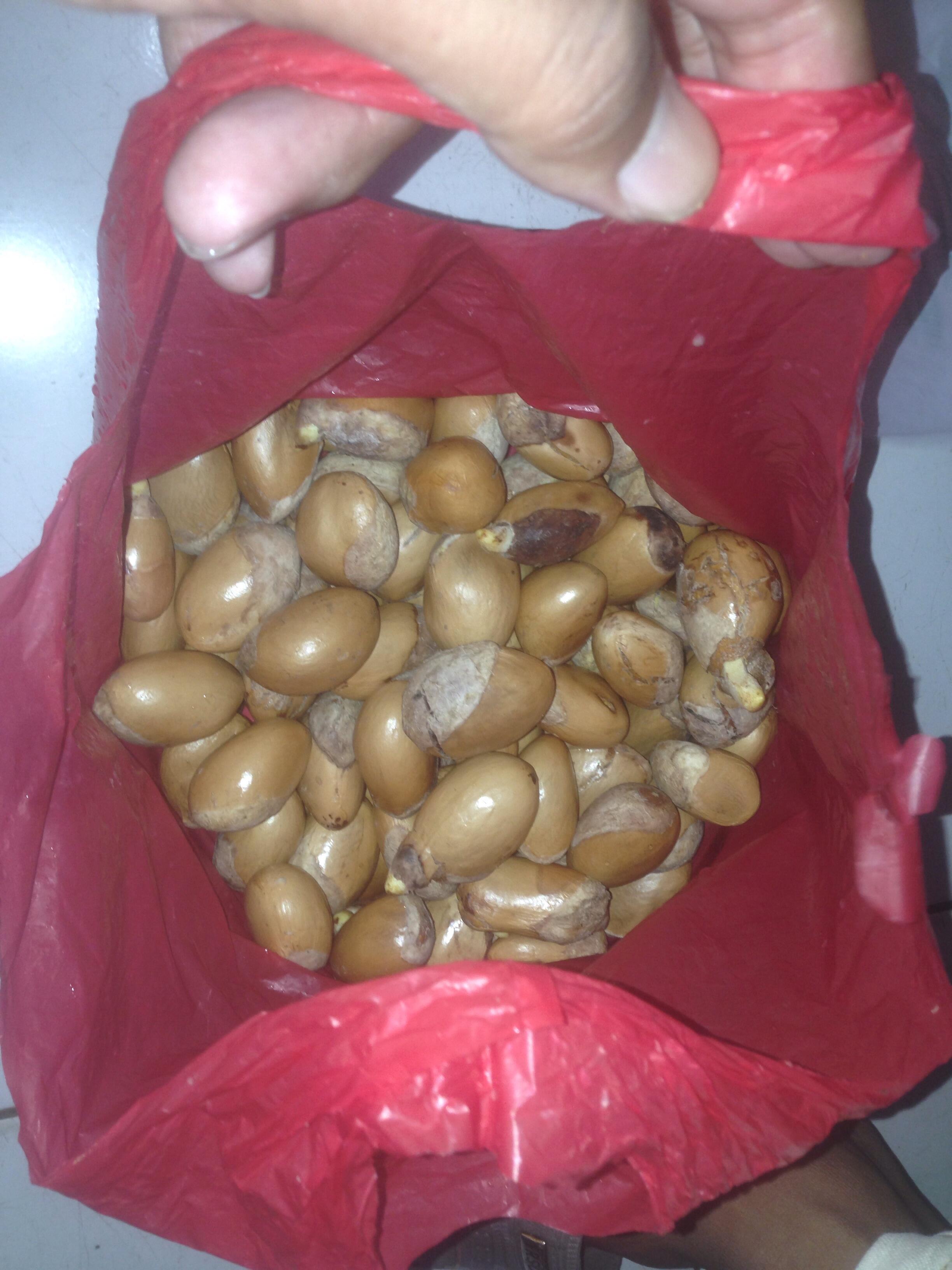 Biji / Benih Durian Montong Kualitas Super jual per biji