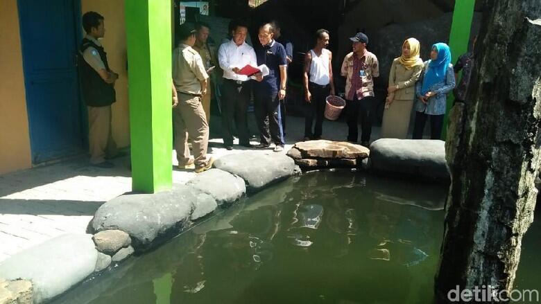 Masudin Di-deadline 1 Bulan Serahkan Arapaima Peliharaannya