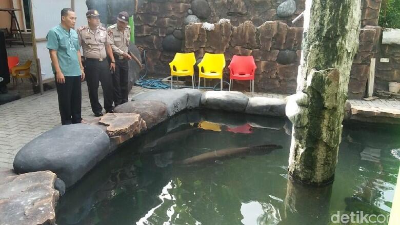 Masudin Di-deadline 1 Bulan Serahkan Arapaima Peliharaannya