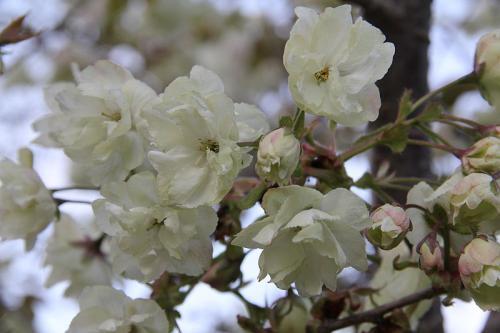 Musim Semi Di Jepang, Lihat Sakura Dimana?