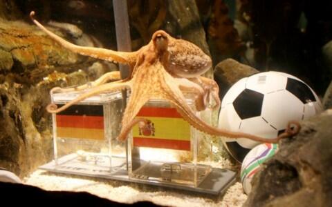 #SundulDunia Susahnya Menebak Juara Piala Dunia Sama Susahnya Menebak Hati Wanita....