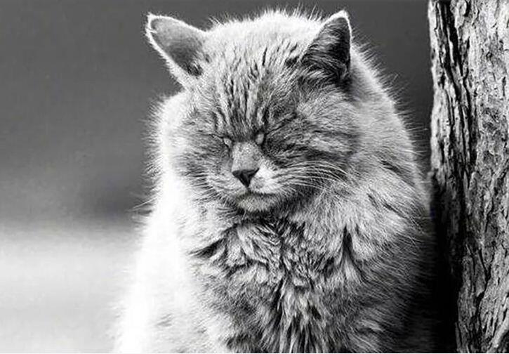 Piala Dunia 2018 Belum Usai, Kucing Peramal di Beijing Tutup Usia