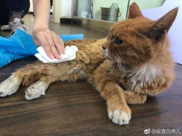 Piala Dunia 2018 Belum Usai, Kucing Peramal di Beijing Tutup Usia