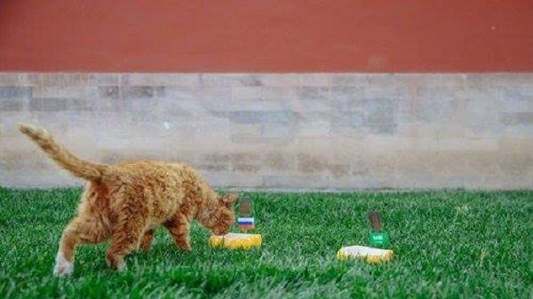 Piala Dunia 2018 Belum Usai, Kucing Peramal di Beijing Tutup Usia