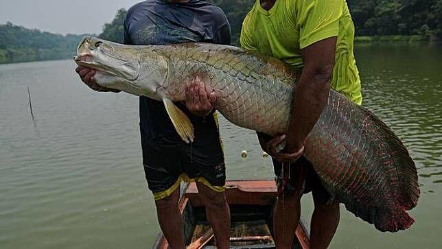 Temukan Arapaima? Ini yang Bisa Kalian Lakukan