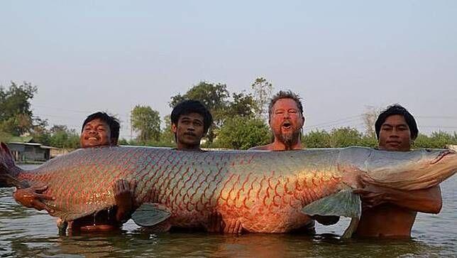 Temukan Arapaima? Ini yang Bisa Kalian Lakukan