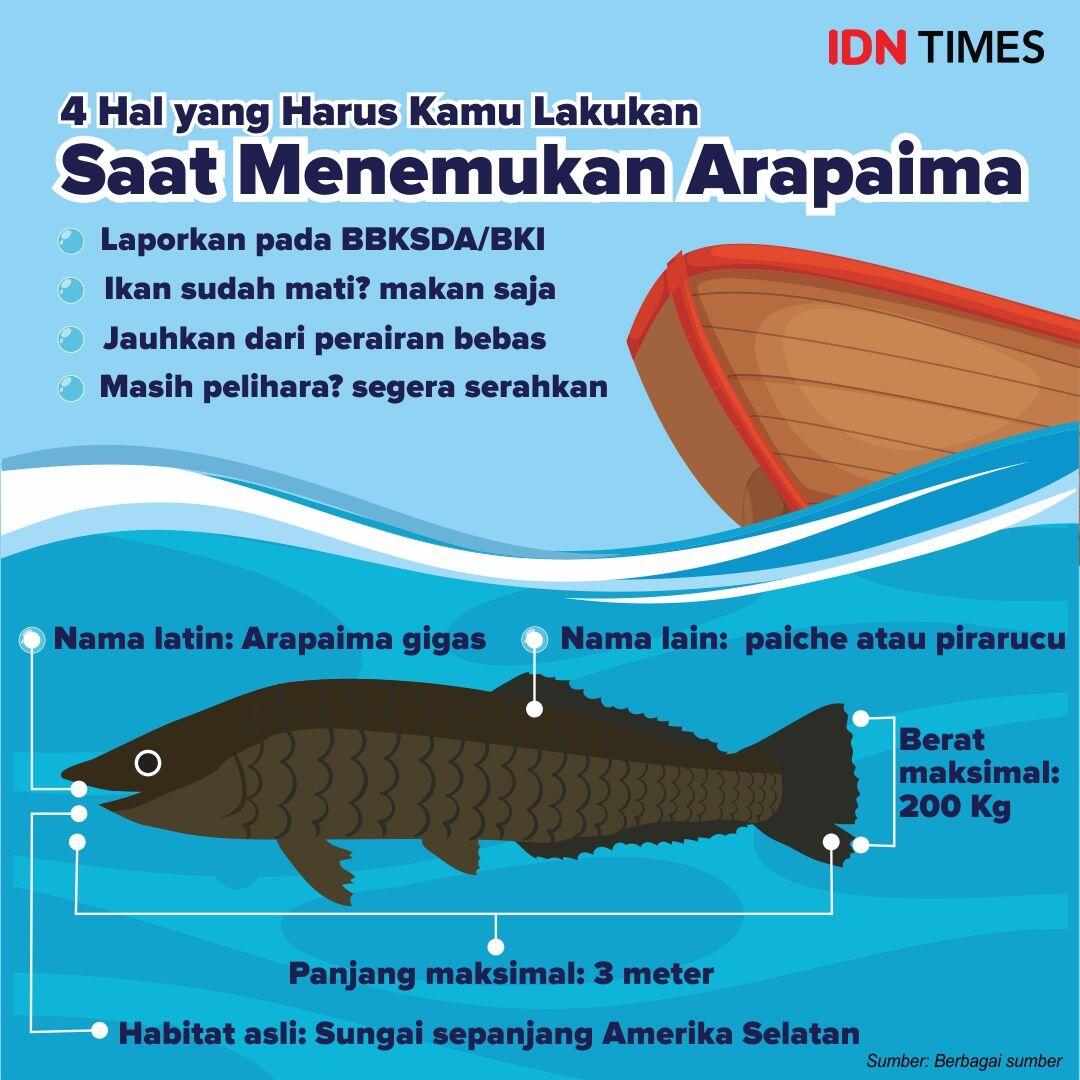 Temukan Arapaima? Ini yang Bisa Kalian Lakukan