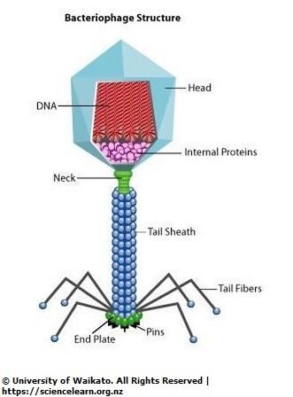 Bacteriophage, Virus Yang Akan Menyelamatkan Umat Manusia.