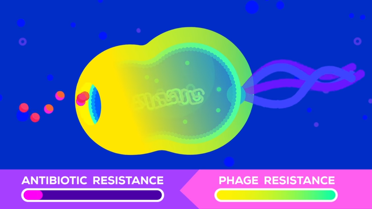 Bacteriophage, Virus Yang Akan Menyelamatkan Umat Manusia.