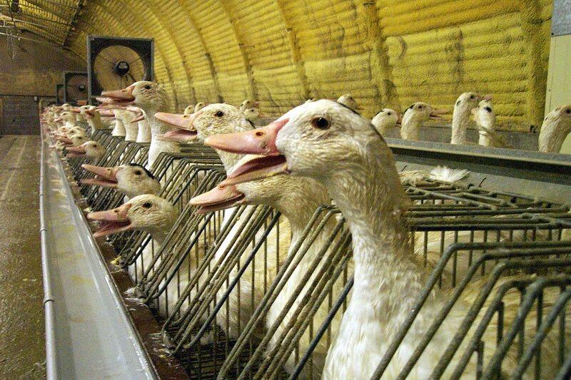 Sadis, 15 Makanan Ini Disajikan dengan Cara Menyiksa Binatang!