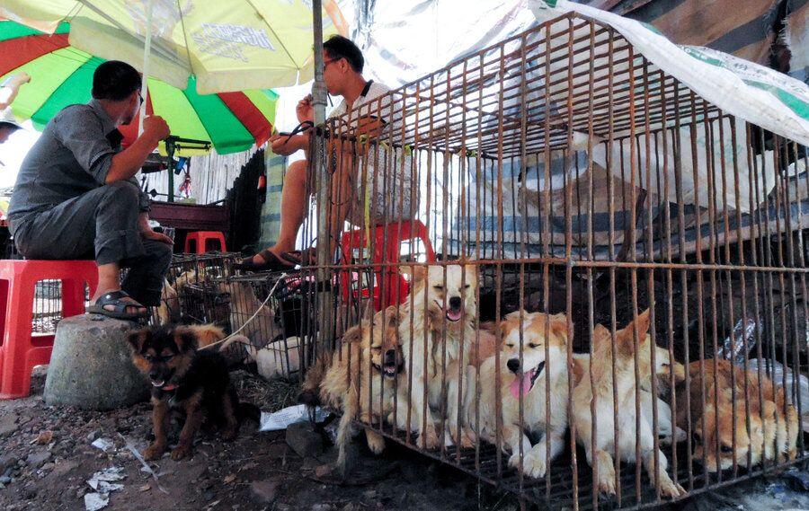 Sadis, 15 Makanan Ini Disajikan dengan Cara Menyiksa Binatang!