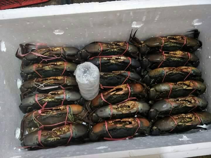 TAWARAN KERJASAMA PENJUALAN KERANG DARAH & KEPITING BAKAU
