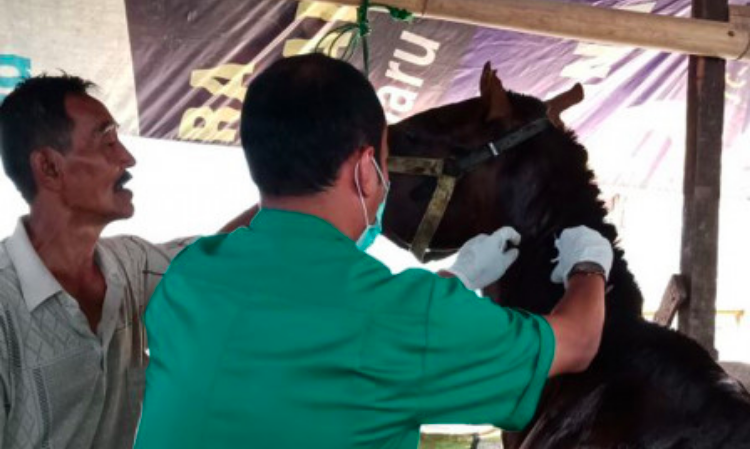 Jelang Asian Games 302 Kuda Lokal Dipasangi Microchip
