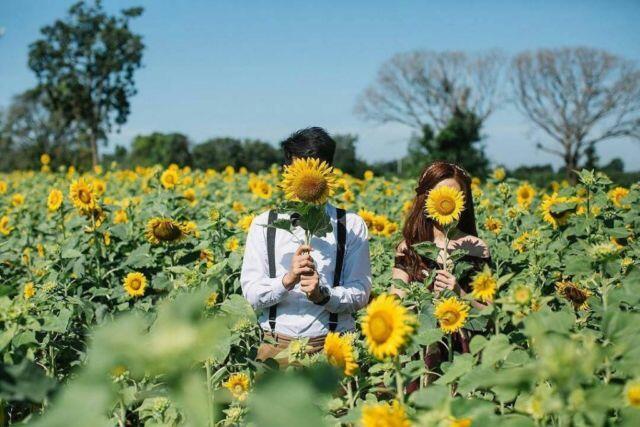 5 Kebun Bunga Matahari Paling Indah di Indonesia, Cantik Banget!