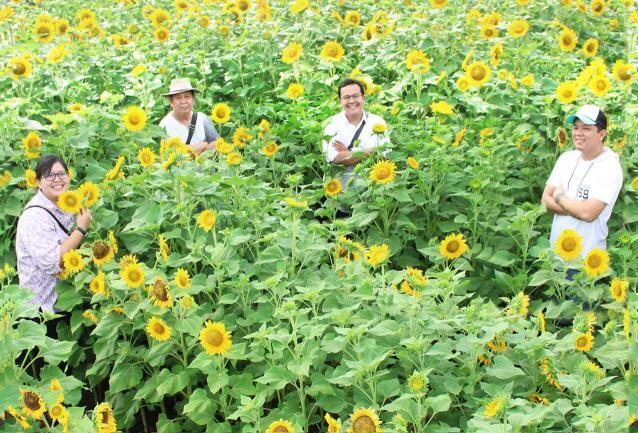 5 Kebun Bunga Matahari Paling Indah di Indonesia, Cantik Banget!