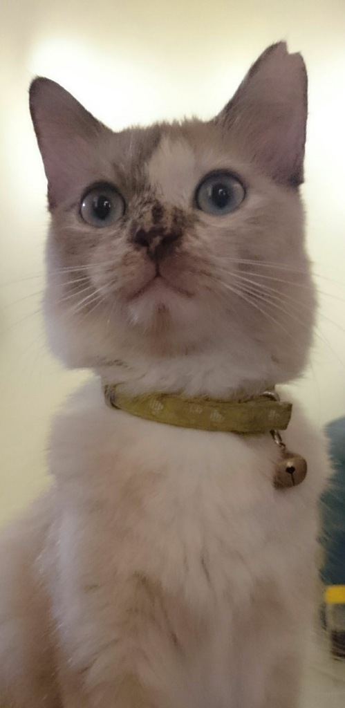 Balasan Dari Kucing Menggemaskan Versi Ane Lanjutan Kaskus