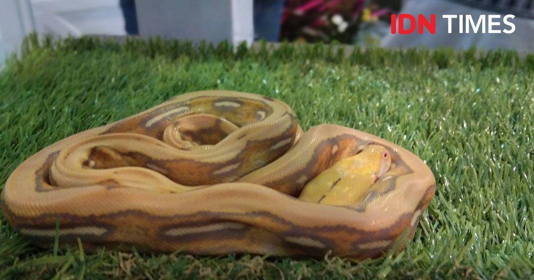 Berencana Impor Hewan Peliharaan atau Ternak? Harus Siap Karantina Ya!