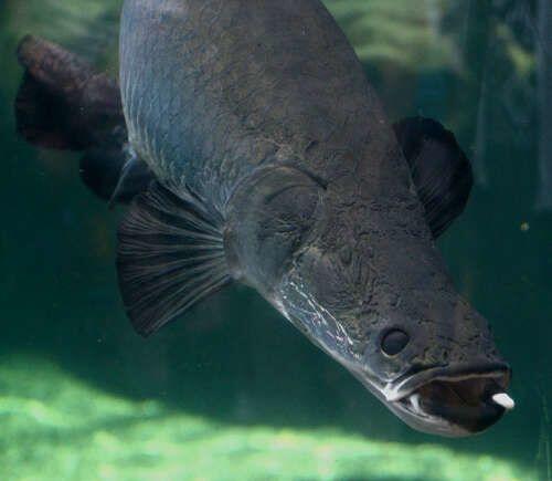 8 Fakta Menarik Arapaima, Ikan Raksasa yang Bikin Heboh Netizen