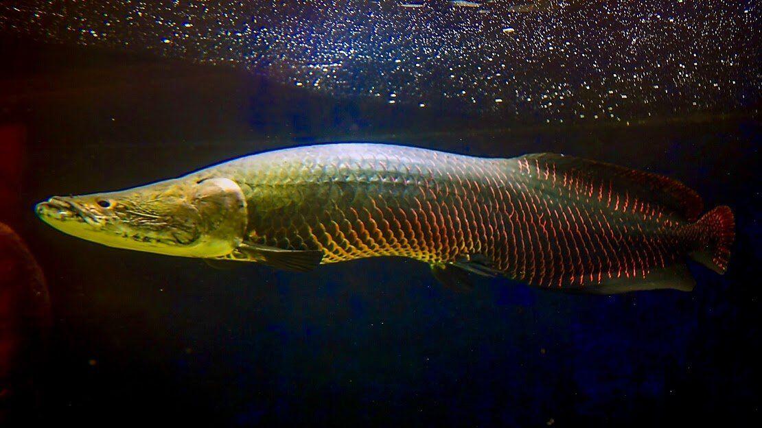 8 Fakta Menarik Arapaima, Ikan Raksasa yang Bikin Heboh Netizen