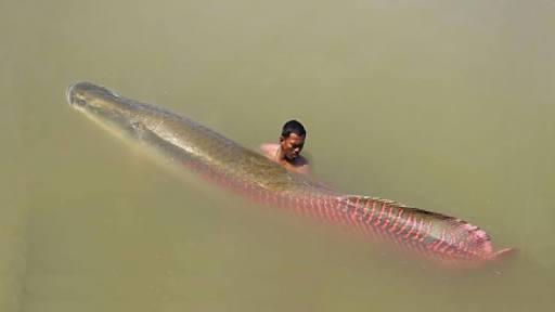 Fakta-Fakta Tentang Arapaima Sang Predator Sungai di Indonesia