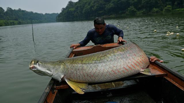 Fakta-Fakta Tentang Arapaima Sang Predator Sungai di Indonesia