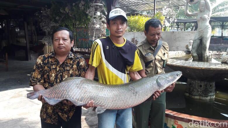 Fakta-Fakta Tentang Arapaima Sang Predator Sungai di Indonesia