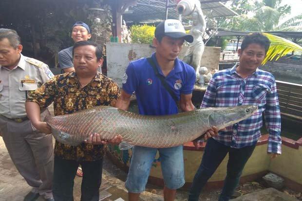 Fakta-Fakta Tentang Arapaima Sang Predator Sungai di Indonesia