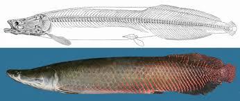 Fakta-Fakta Tentang Arapaima Sang Predator Sungai di Indonesia