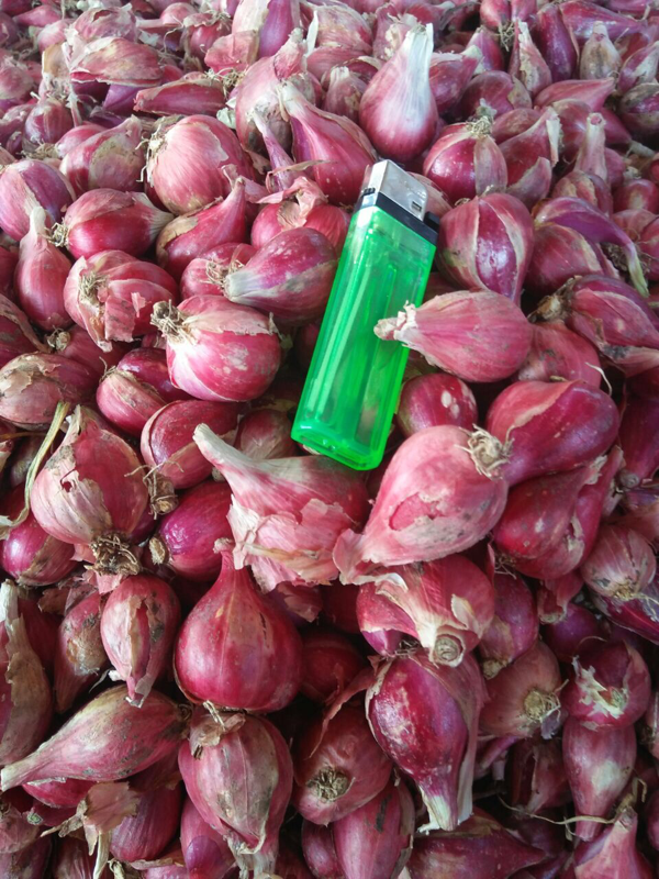 SUPPLIER BAWANG MERAH NO TIPU TIPU
