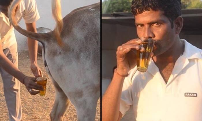 Urine Sapi Mengandung Zat Penyembuh Kanker?