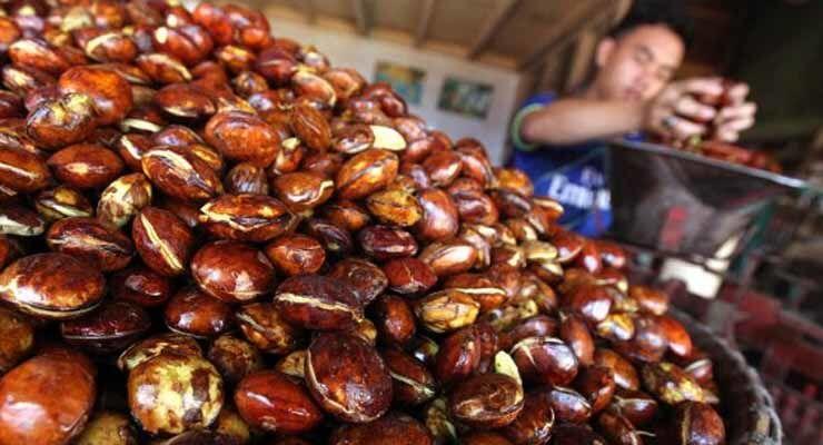 Jangan Jijik Dulu, Ini 7 Manfaat Jengkol yang Gak Pernah Kamu Duga