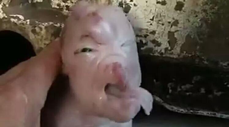Lagi, Anak Babi Berwajah Mirip Manusia Gegerkan Warga