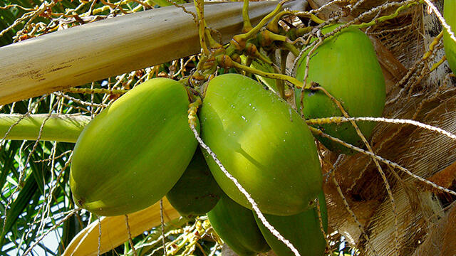 Ini yang akan terjadi jika anda rutin meminum air kelapa setiap hari