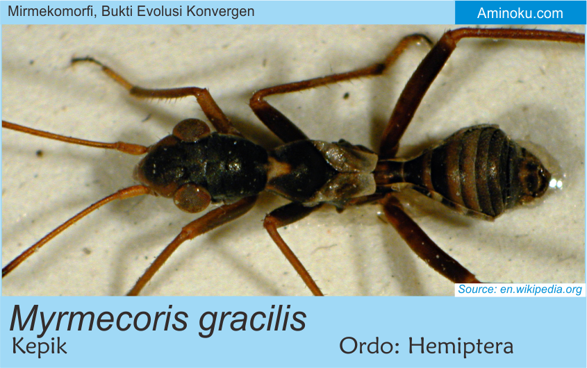 Hewan-hewan Arthropoda Yang Mirip Semut