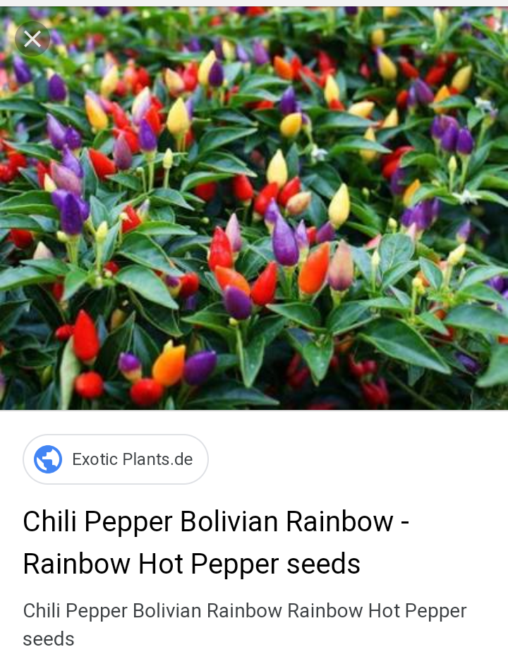 Cabe Pelangi Bikin Mata Melirik Gan